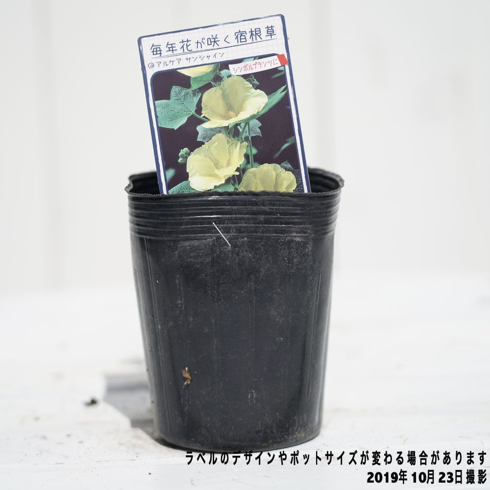 アテモヤ　シャカパイン　鉢植え　花芽あり アテモヤ シャカパイン 鉢植え 花芽あり アテモヤ シャカパイン 鉢植え