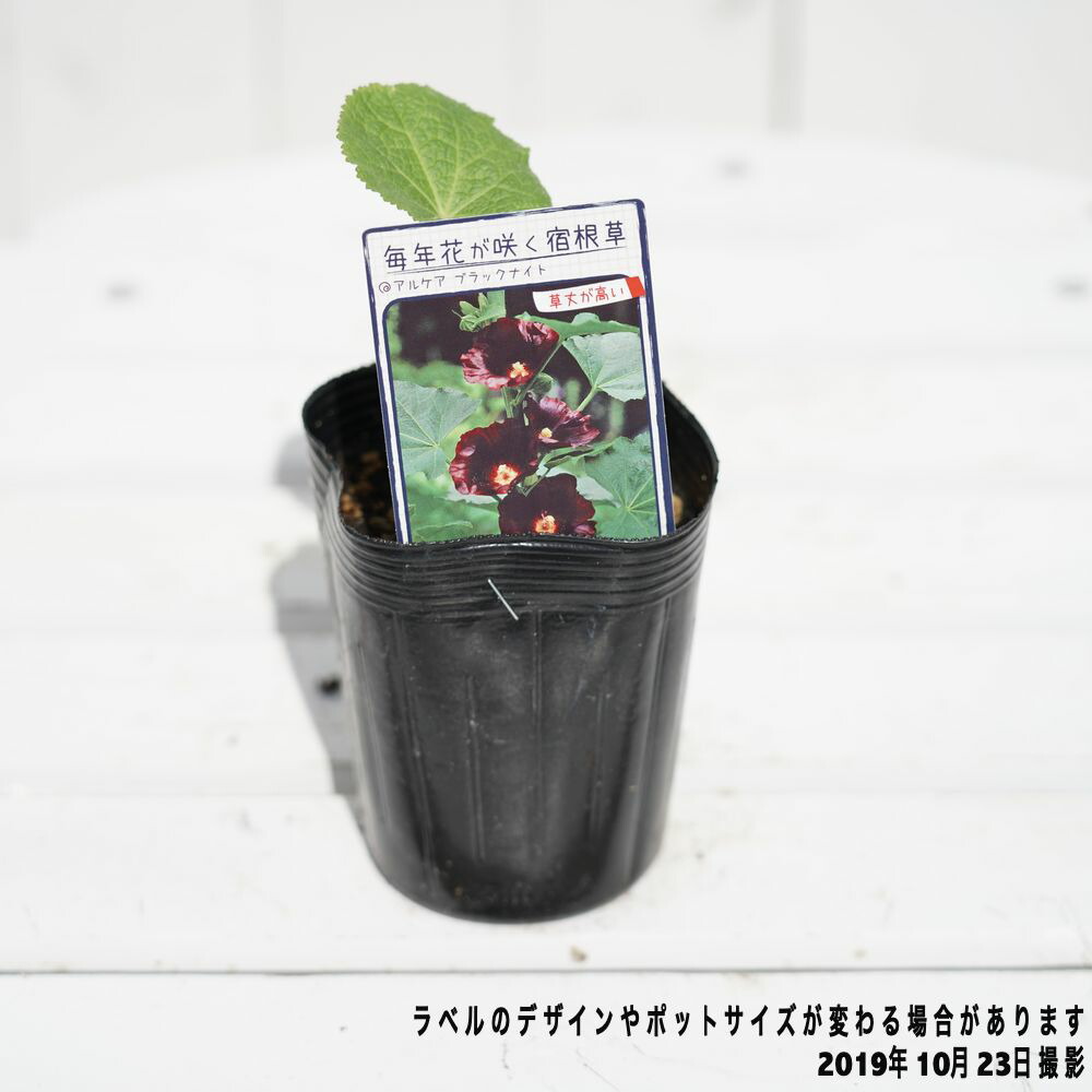 アルケア ブラックナイト 苗 販売 苗木部 By 花ひろばオンライン