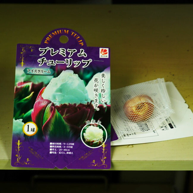チューリップ アイスクリーム 八重遅咲き系 苗 販売 苗木部 By 花ひろばオンライン
