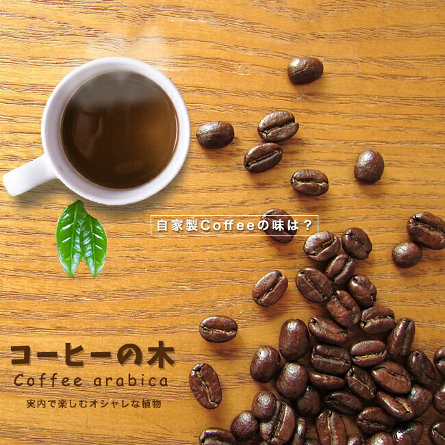 コーヒーの木 
