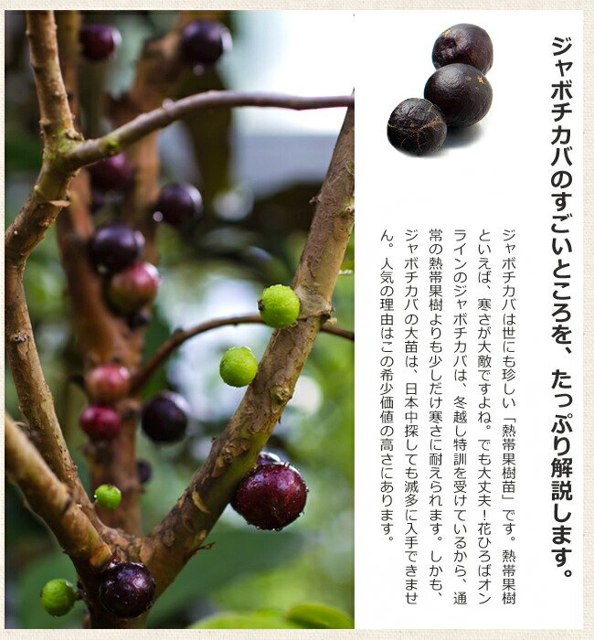 ジャボチカバ 8号 実付き 植物 | red-village.com