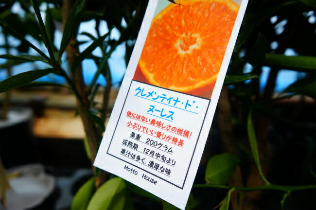 柑橘 クレメンティン 5