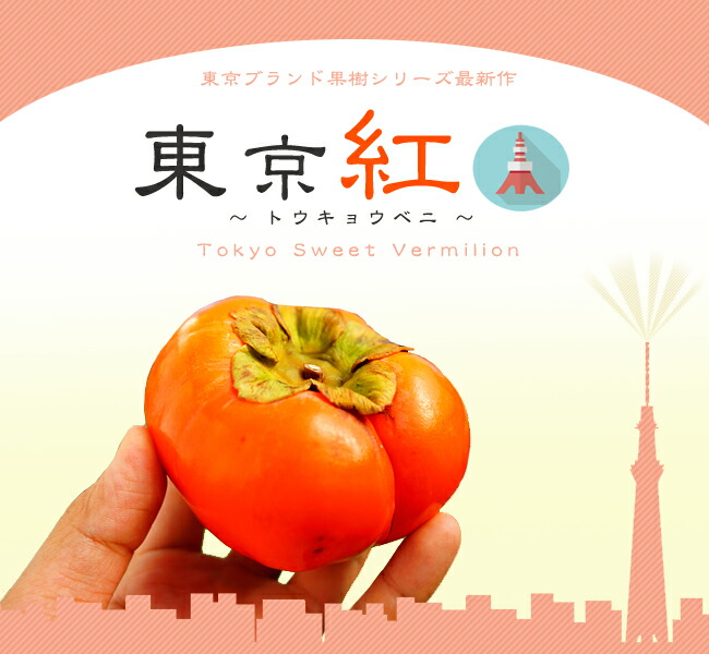 果樹　柿　東京紅1