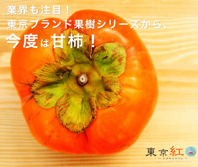 果樹　柿 東京紅 2