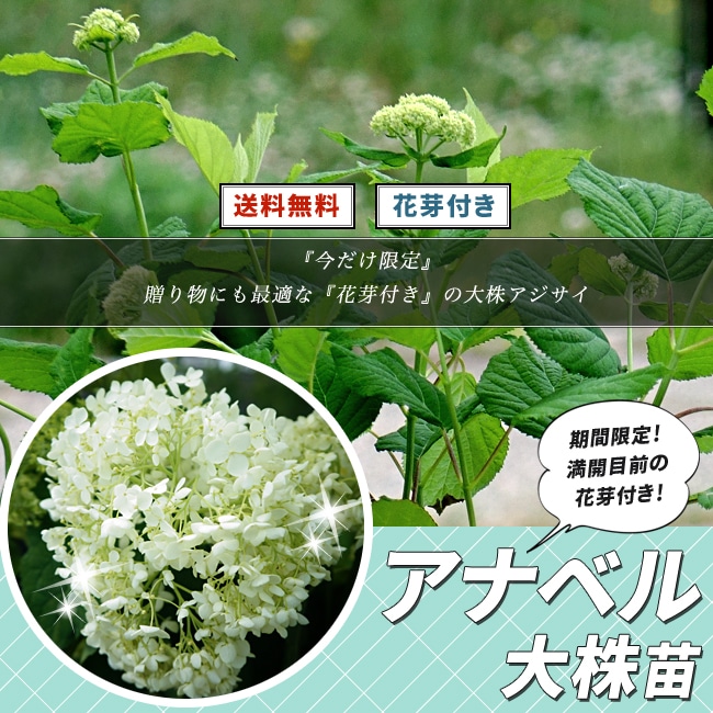 年に1度の決算大SALE｜【公式】花ひろばオンライン