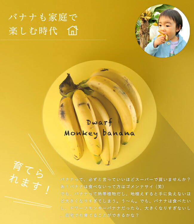 バナナ モンキーバナナ 2