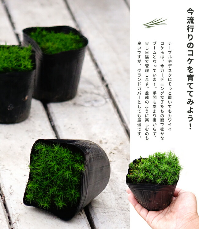 全品最安値に挑戦 スギゴケ 1ケース Rmladv Com Br