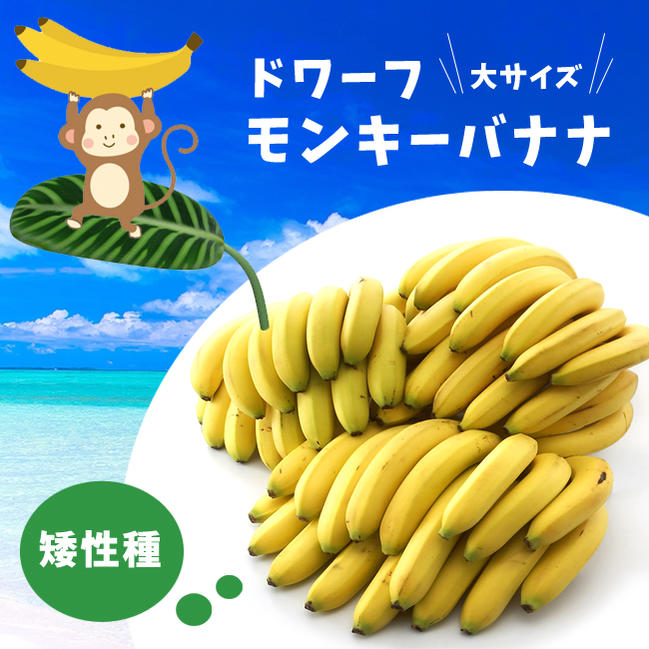 バナナ モンキーバナナ 