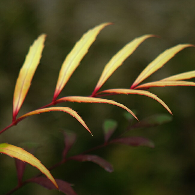 ヒイラギナンテン 黄雲 苗 販売 苗木部 By 花ひろばオンライン