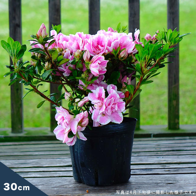 サツキ 思いのまま 苗 販売 苗木部 By 花ひろばオンライン