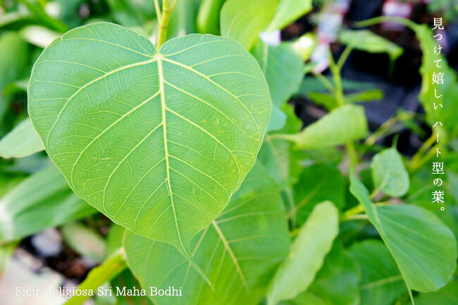 インドボダイジュの葉