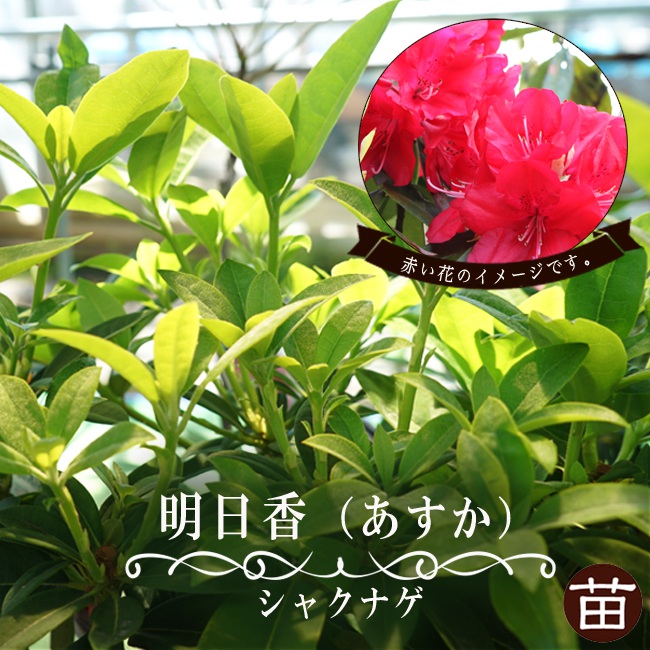シャクナゲ 明日香 苗 販売 苗木部 By 花ひろばオンライン
