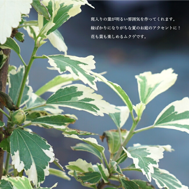 ムクゲ バンゴッホの葉