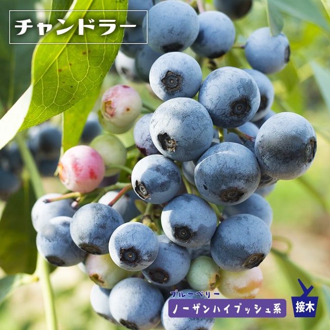 チャンドラー ノーザンハイブッシュ系 ブルーベリー 苗 鉢植え 苗木部