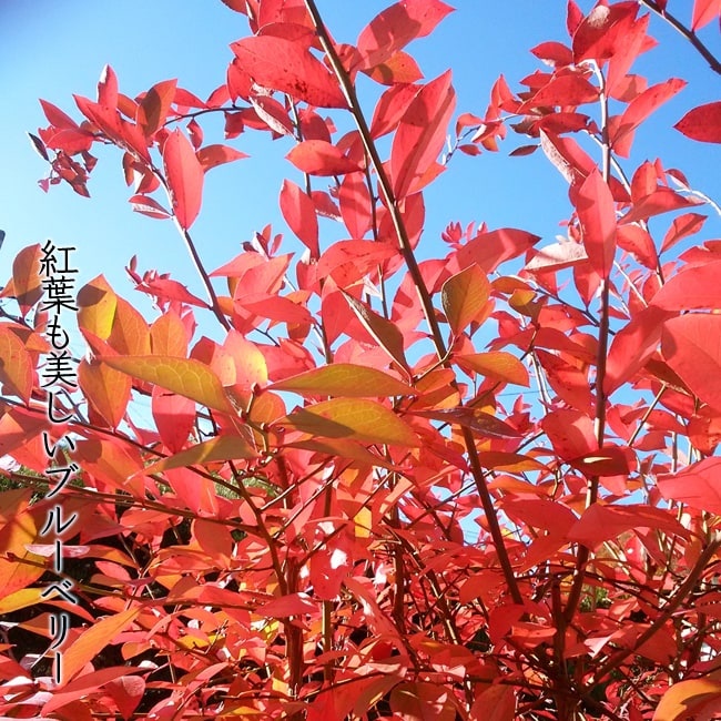 ブルーベリーの紅葉