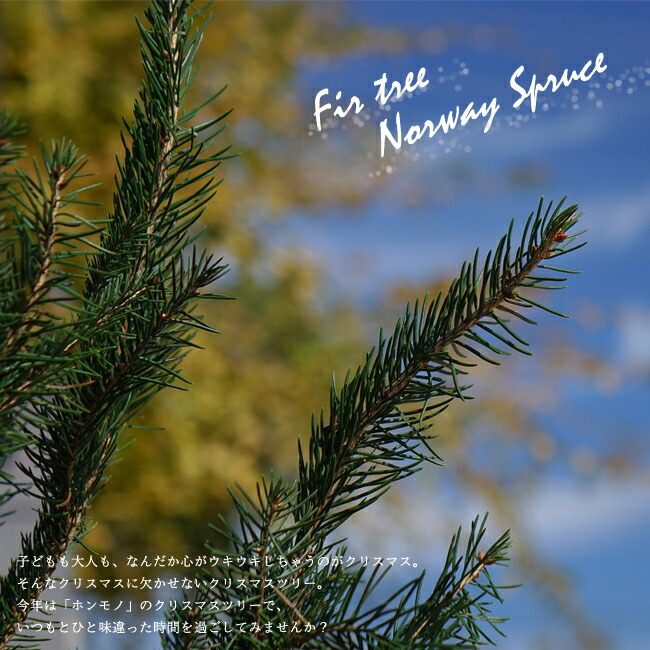 本物のクリスマスツリー ドイツトウヒ オウシュウトウヒ 根巻き苗 庭木 モミノキ 西濃運輸お届け 北海道 沖縄 離島不可 苗木部 本店 By 花ひろばオンライン