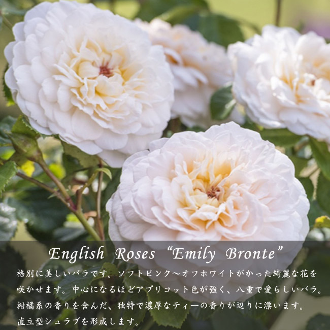 バラ苗 ER ジェーンオースチン 接木大苗 強香 強健 ７号鉢 薔薇 苗 - 植物/