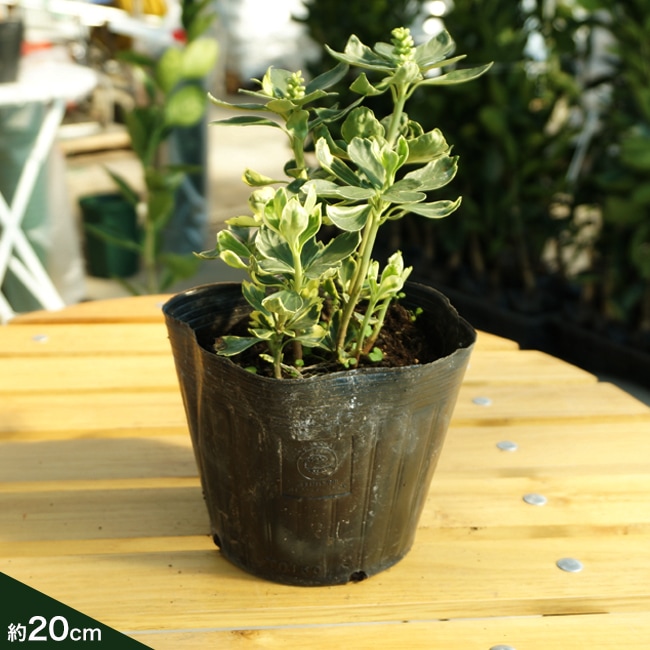 フッキソウ！高さ0.1〜0.15！３５本ポット出し フッキソウ！高さ0.1〜0.15！35本ポット出し フッキソウ！高さ0.1