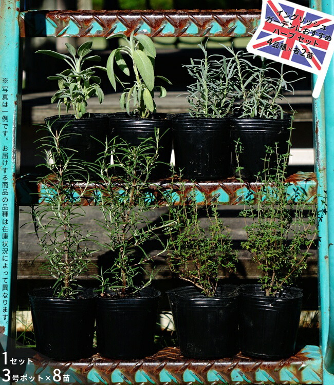 HERB GARDEN 2/ハーブガーデン rueed 導楽 chehon herb-eset-1-set11.jpg