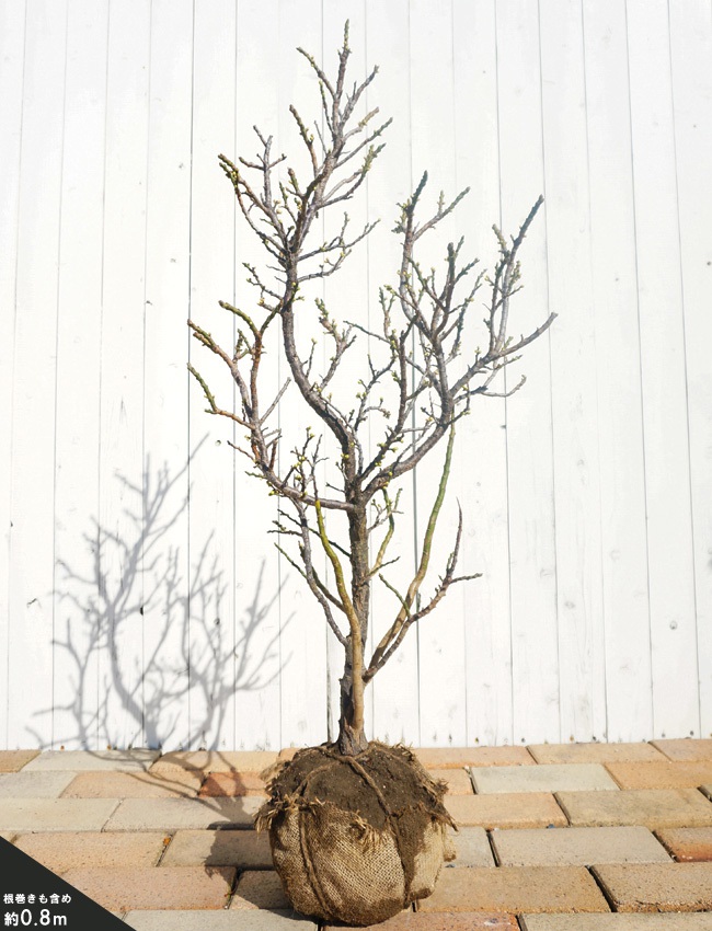 ウメ 金獅子 花梅 青軸性の通販 おすすめ 苗木部 By 花ひろばオンライン