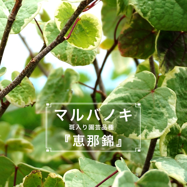 マルバノキ【現品発送】管理70585 マルバノキ【現品発送】管理70585 マルバノキ｜苗木販売｜植木