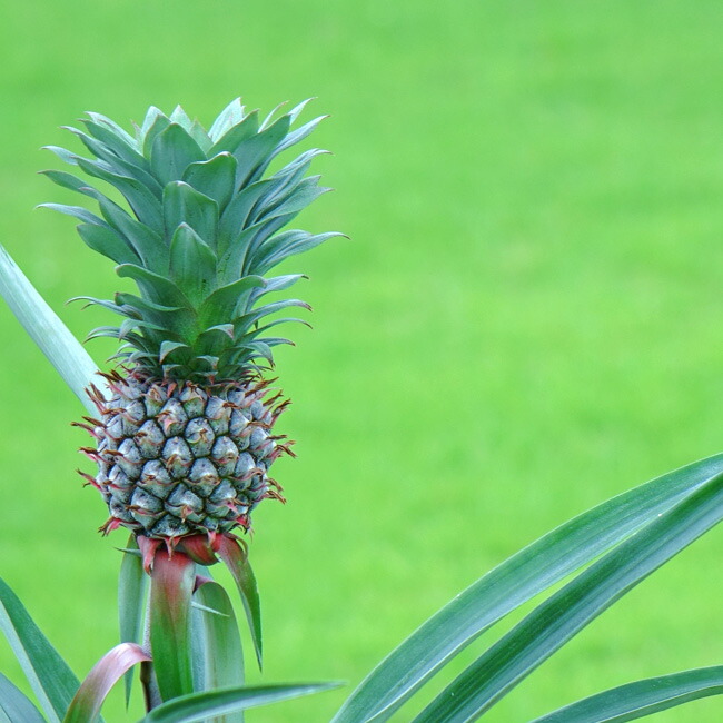 観賞用パイナップル パナちゃん 鉢植え パインアップル 果樹苗木 熱帯果樹 観葉植物 苗木部 本店 By 花ひろばオンライン