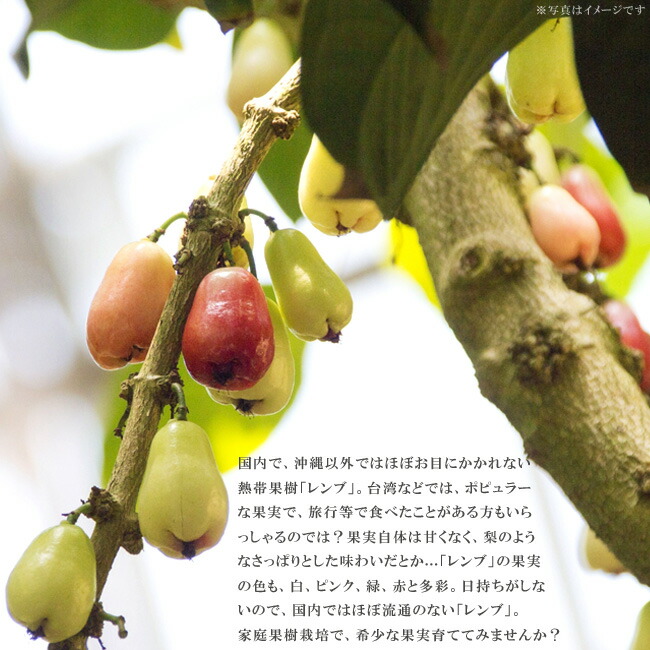レンブ 苗 苗木 黒真珠レンブ 台湾品種 取り木 熱帯果樹 - インテリア小物