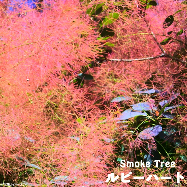 スモークツリー苗 ルビーハート シンボルツリー 落葉樹 庭木植木