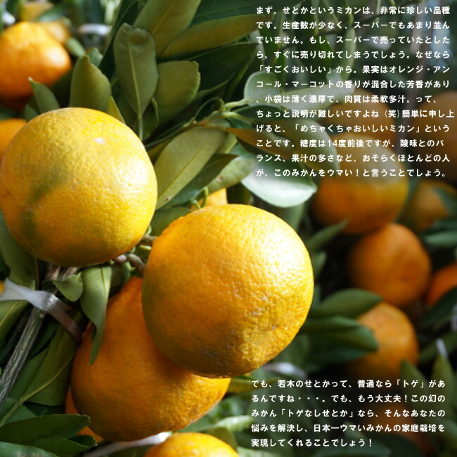 幻のミカン苗木みはや 3年生＋「せとか3年生」セット販売