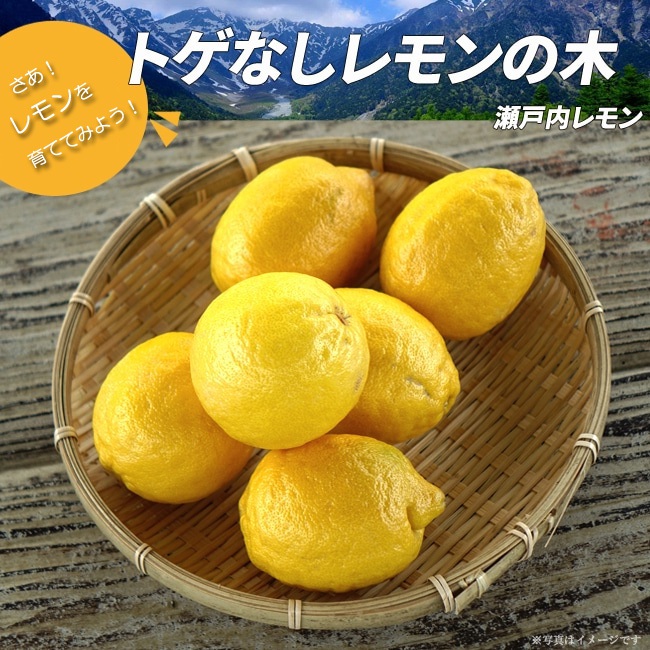 柑橘 瀬戸内レモン 2