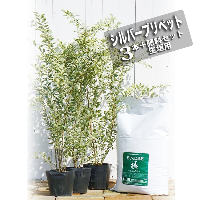 プリペット シルバープリペット 苗 育て方 苗木部 By 花ひろばオンライン