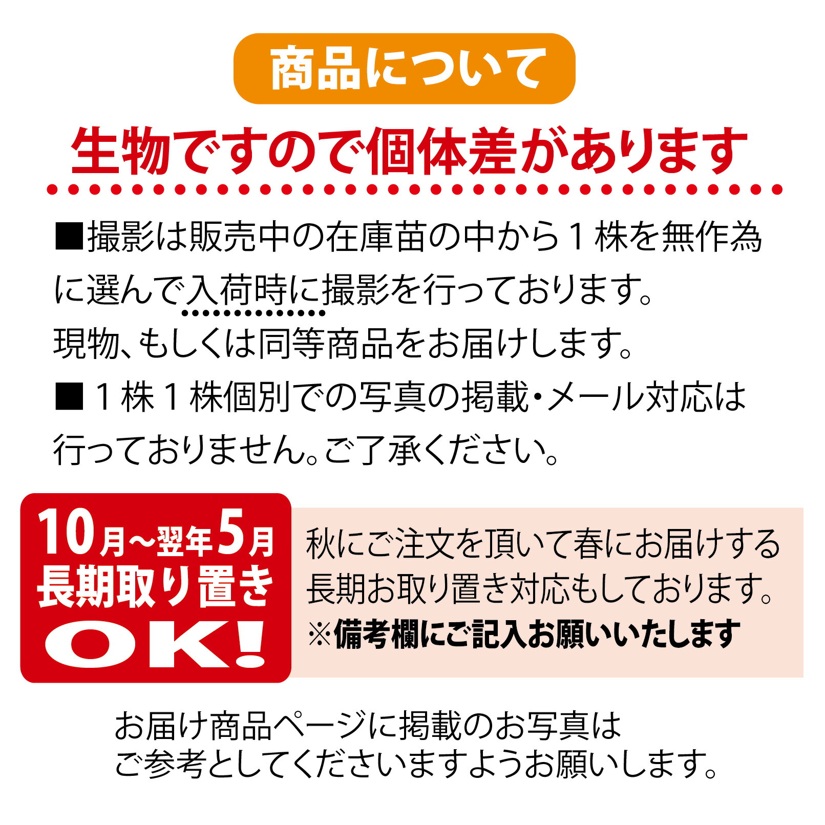 [野風苗木流通]クラブアップル ドルゴ(601)全高：100㎝※140サイズ＊同梱包＊送料注意＊「まとめて取引」手続厳守