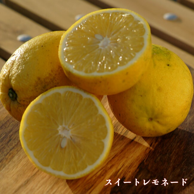 柑橘 スイートレモネード 3