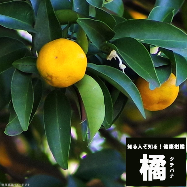 柑橘 タチバナ 