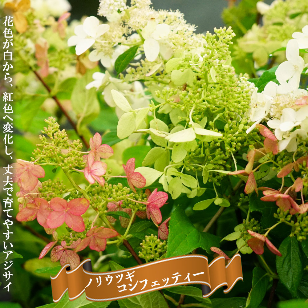 ノリウツギ Hydrangea Paniculata Japaneseclass Jp