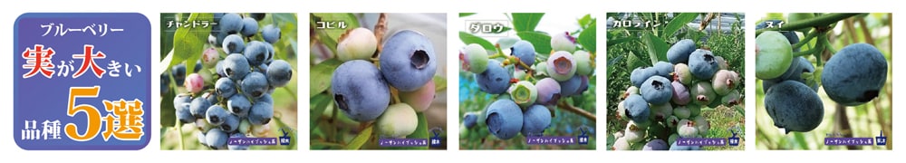 ブルーベリー 実が大きい品種