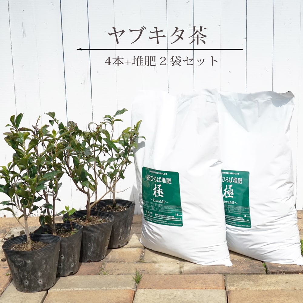 お茶の木 【ヤブキタ茶】 5号ポット苗4本と堆肥2袋セット