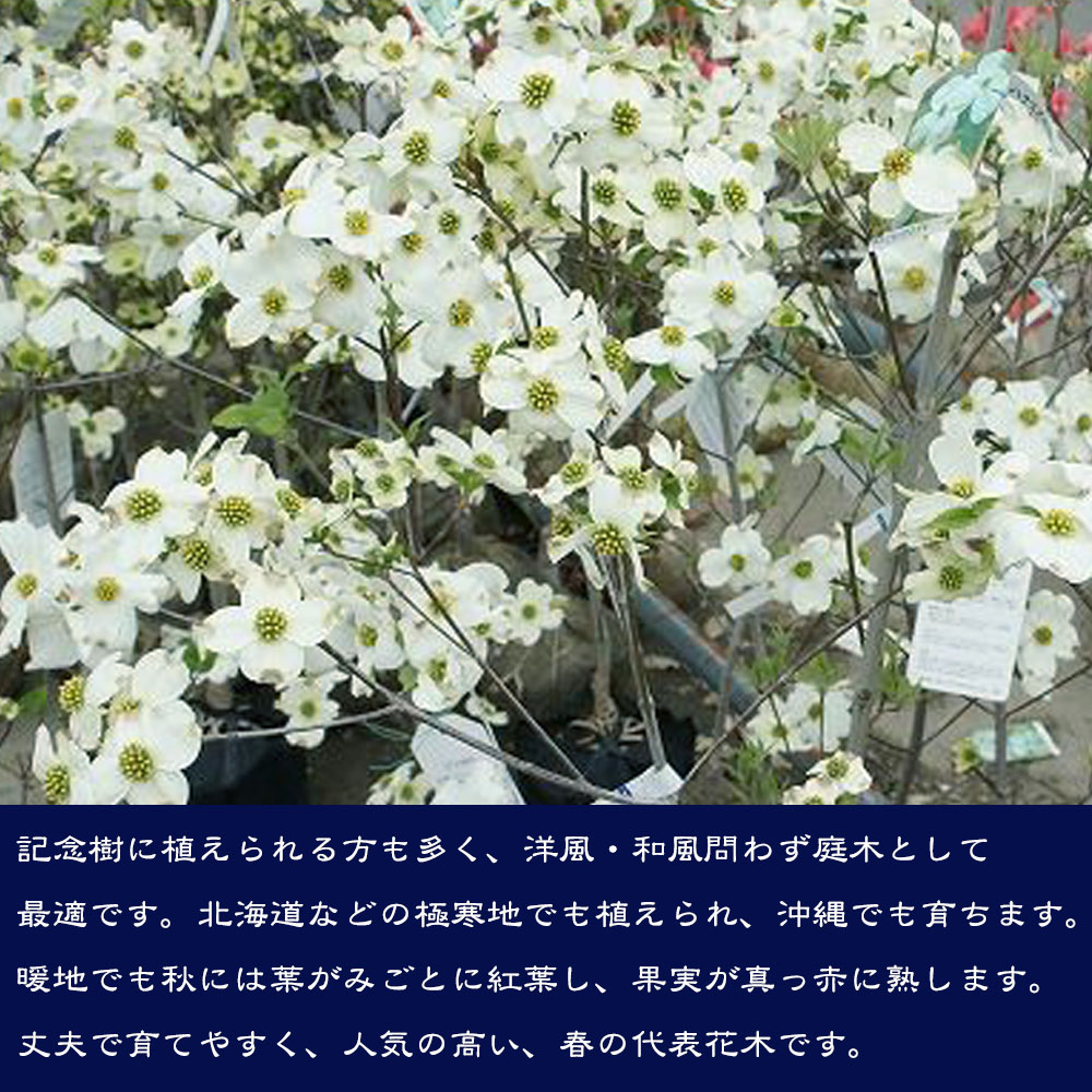 花水木 白花ハナミズキ 5