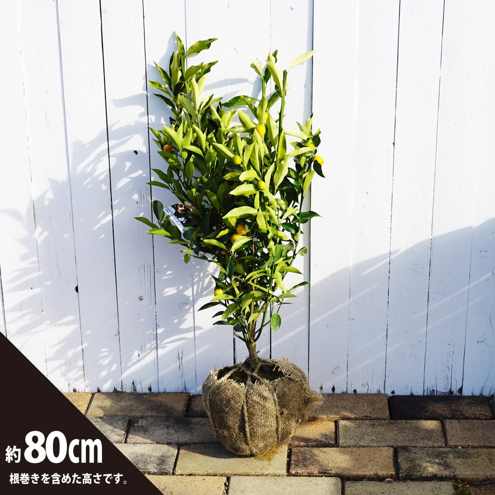 柑橘 キンカン 寧波金柑 （にんぽうきんかん） 苗 通販 苗木部