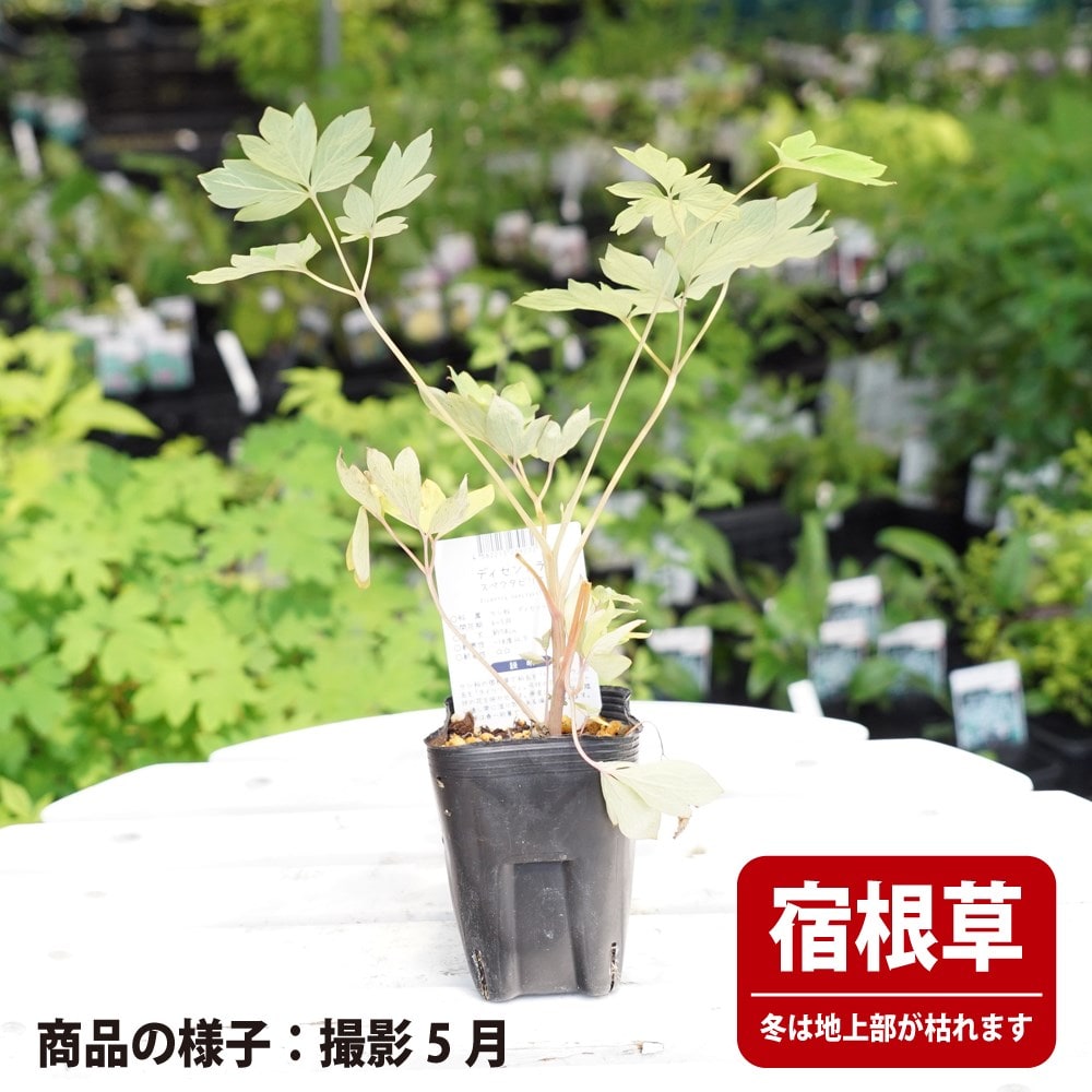 ディセントラ スペクタビリス 苗 育て方 苗木部 By 花ひろばオンライン