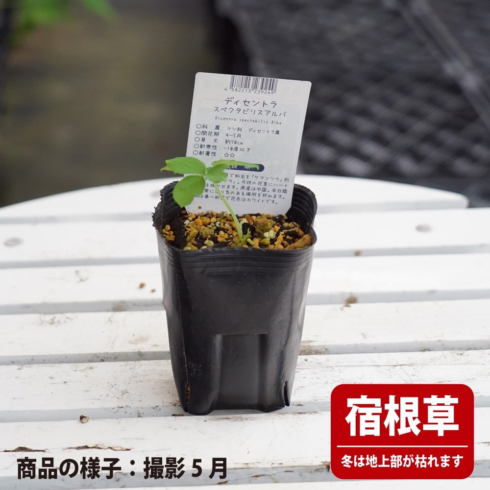 ディセントラ スペクタビリスアルバ 苗 販売 苗木部 By 花ひろばオンライン