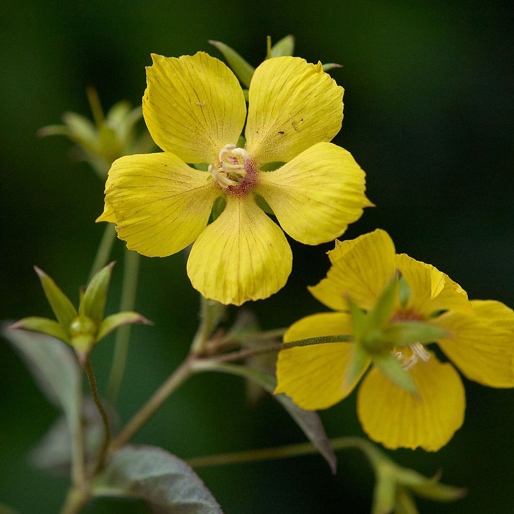 リシマキア ファイヤークラッカーの小さな黄色い花