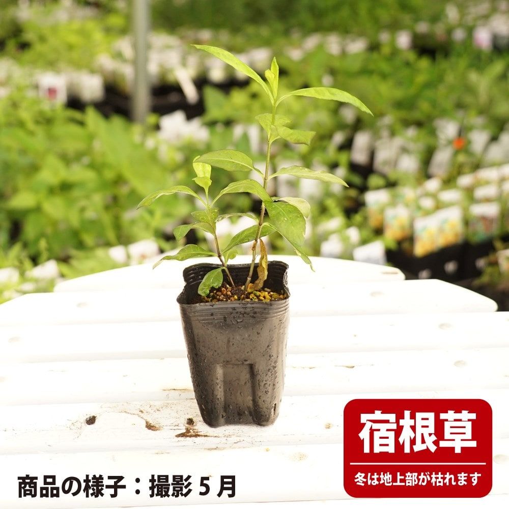 フロックス レッドライディングフード 苗 販売 苗木部 By 花ひろばオンライン