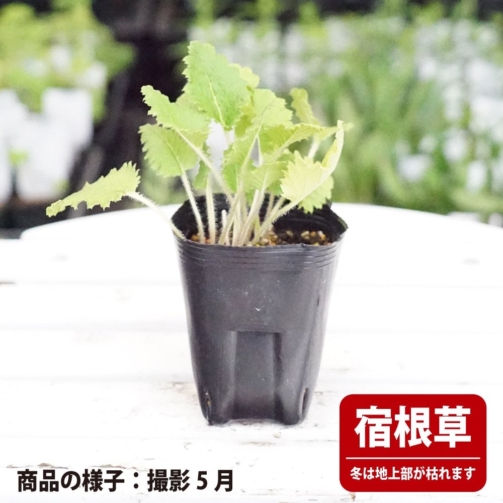 サクラソウ 天覆輪 苗 販売 苗木部 By 花ひろばオンライン