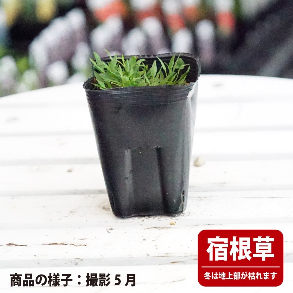 カンパニュラ ロツンディフォリア 苗 販売 苗木部 By 花ひろばオンライン