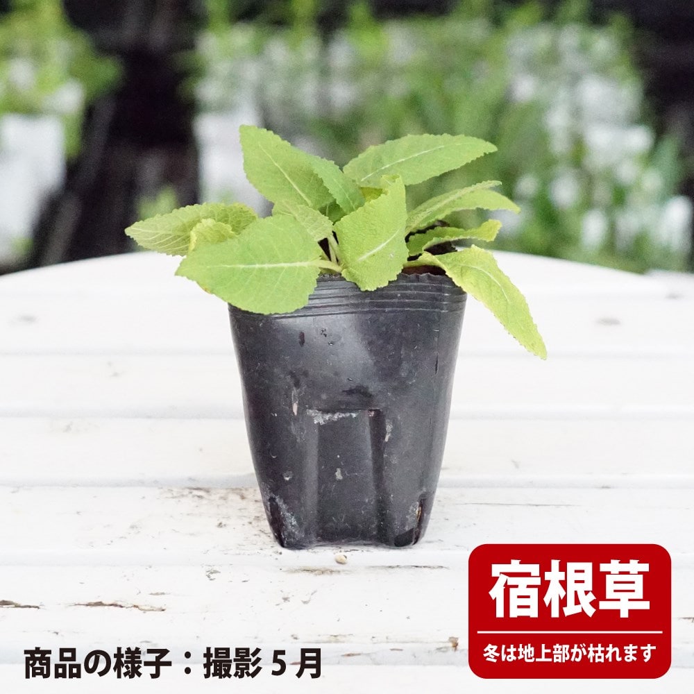 サルビア スワンレイク 苗 通販 苗木部 By 花ひろばオンライン