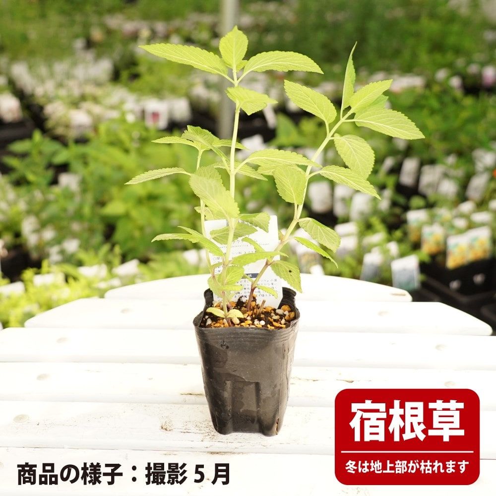 ネペタ ピンクドリーム 苗 販売 苗木部 By 花ひろばオンライン