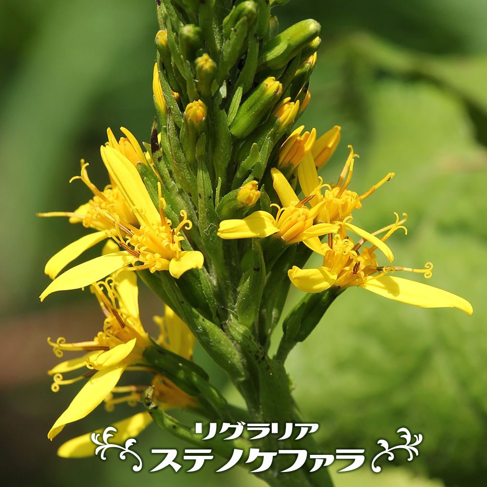 リグラリア ステノケファラの花