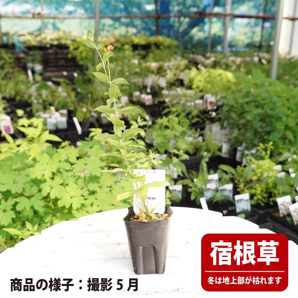 リクニス レッドクロス 苗 販売 苗木部 By 花ひろばオンライン