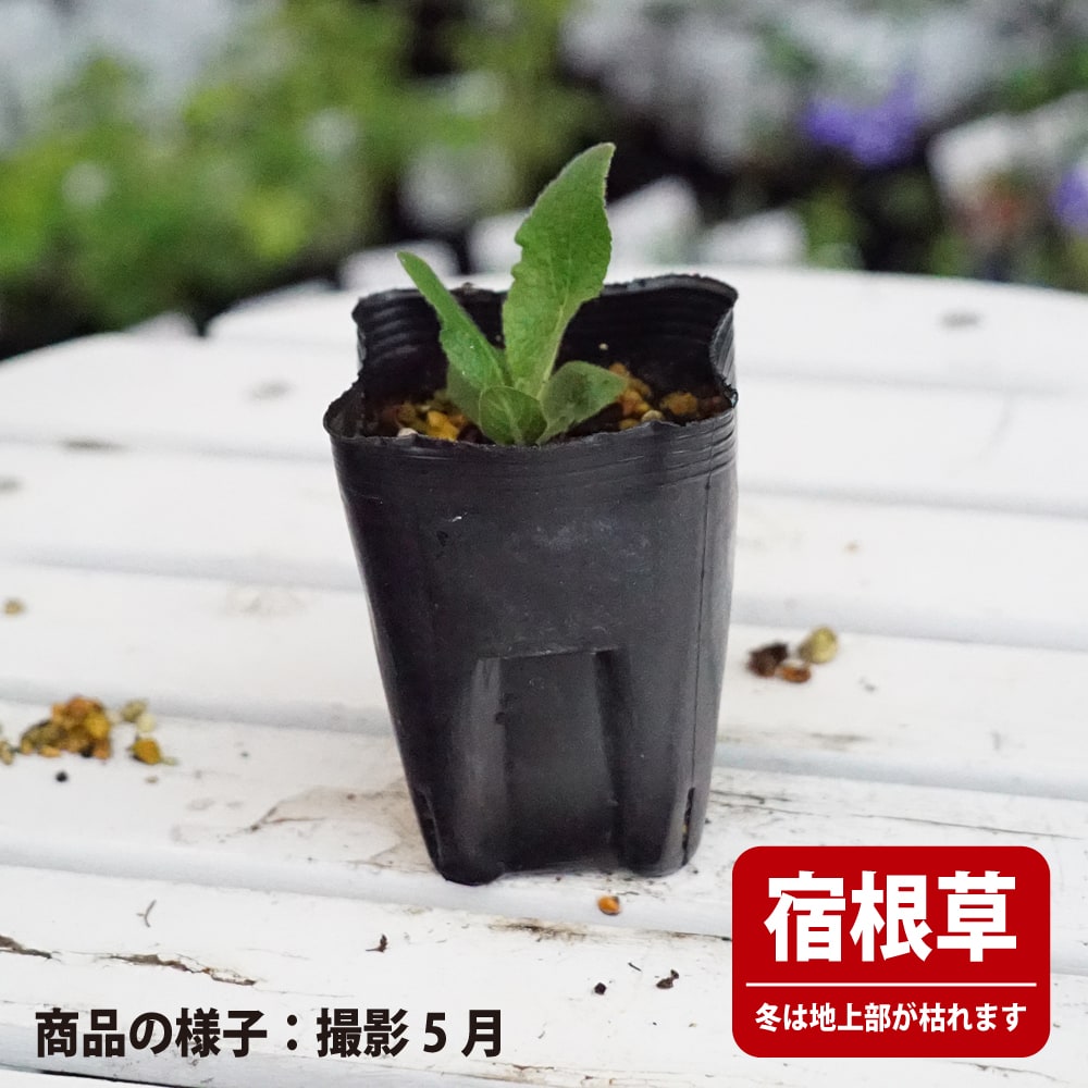 イヌラ 苗 販売 苗木部 By 花ひろばオンライン